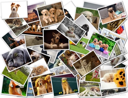 our_furry_friends_cats_horses_collage_dogs_1680x1050_hd-wallpaper-1482306