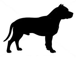 American Stafford Terrier