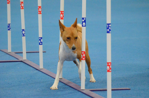 Teddy Poles