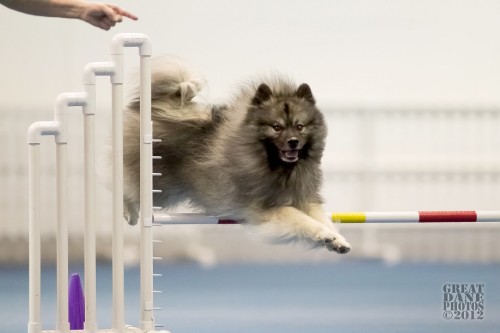 Beau agility On the Run Apl 2012