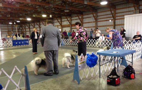 Confirmation Keeshond 2015