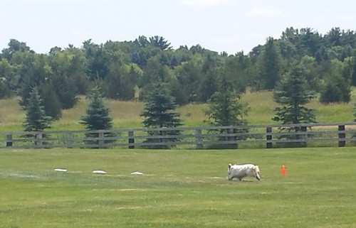 Lure Coursing 1