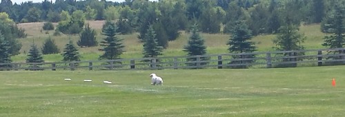 Lure Coursing 2