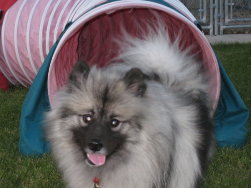 Sadie Agility Tunnel Nov 2010