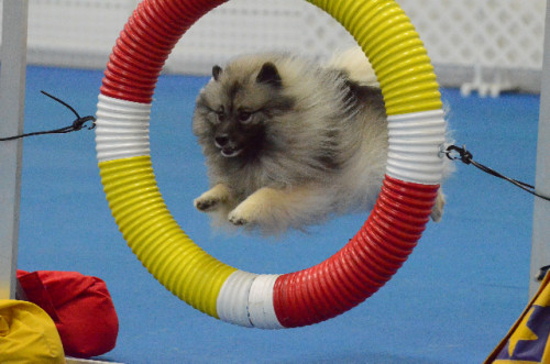 Sadie Through the Tire Jump June 2014