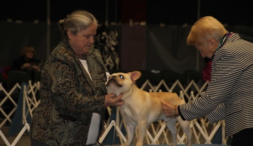 French Bulldog with Judge