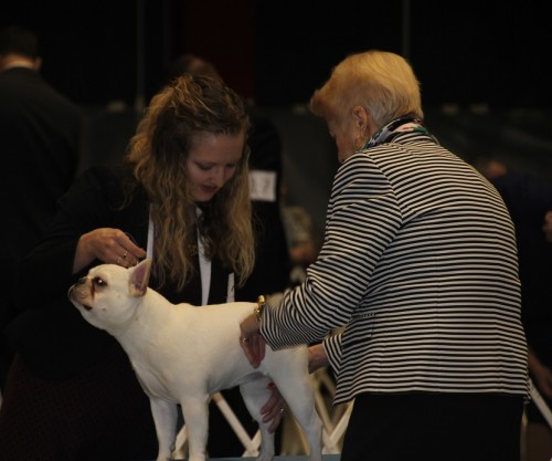 French Bulldog with Judge