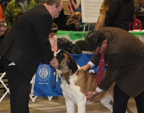 St. Bernard with Judge