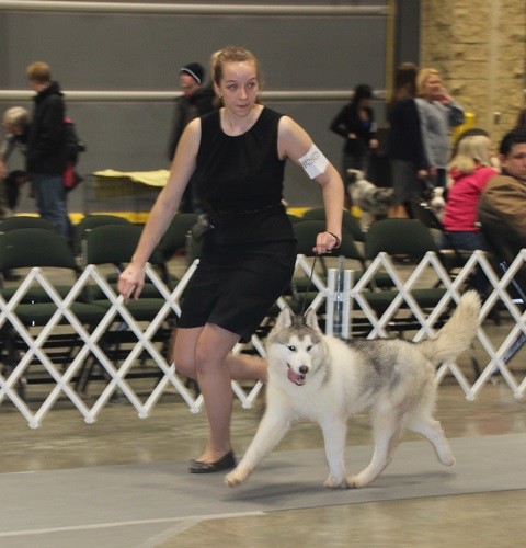 Siberian in the RIng