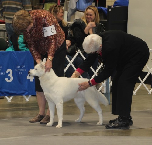 White Siberian with Judge