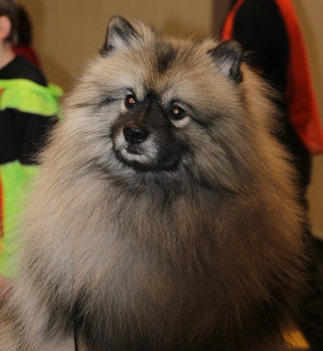 Trek the Keeshond waiting for show time