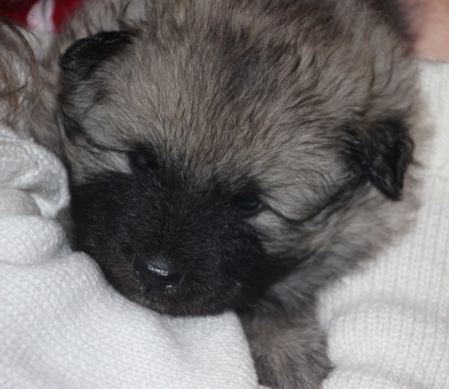 Keeshond puppy snuggling on sweater