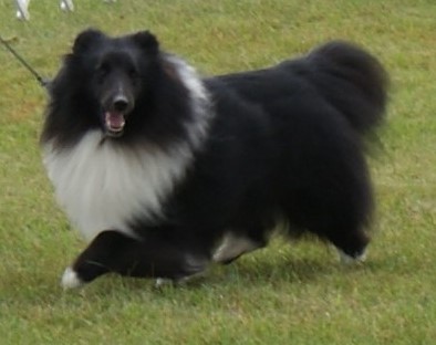 DSC09557 Pup